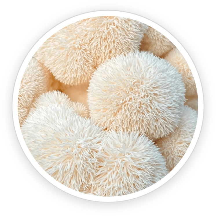 Organic Lion's Mane - PrimeBiome Ingredients for Brain and Gut Health